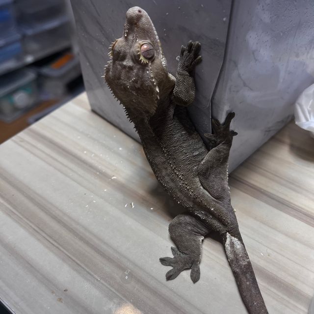 아잔틱 챠콜