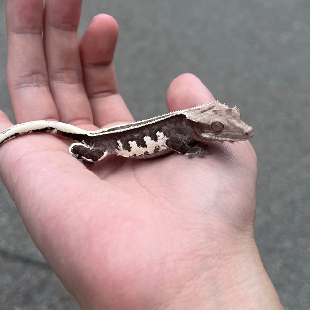 White Spot Super Stripe Axanthic