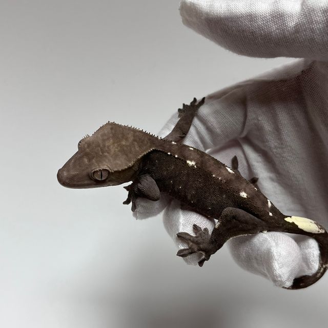 Axanthic