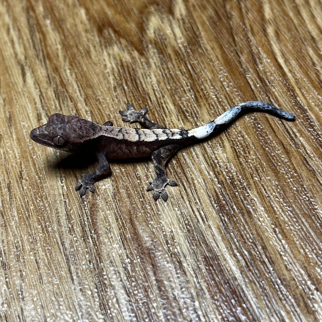 세이블