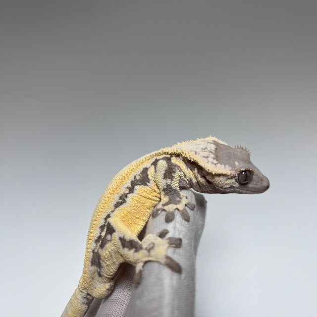 릴리 세이블