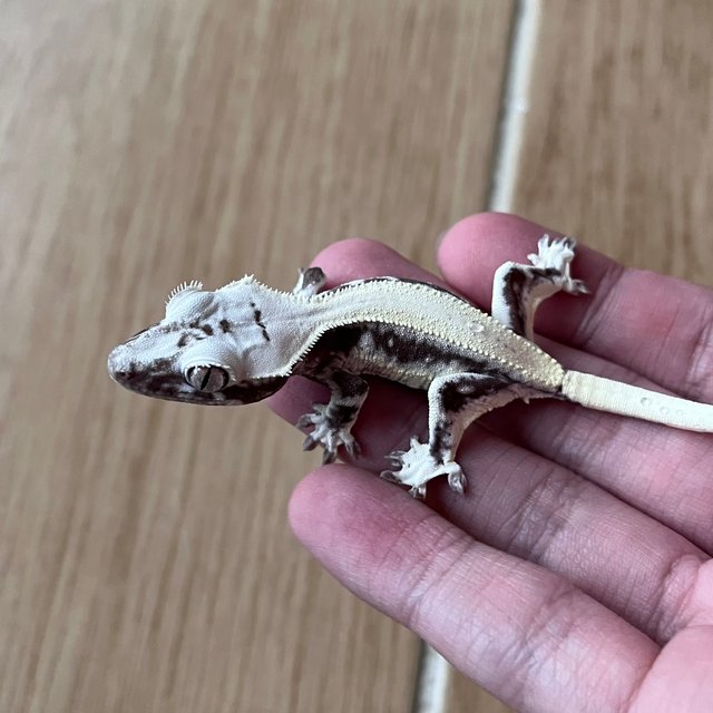 릴잔틱 솔리드백 드리피