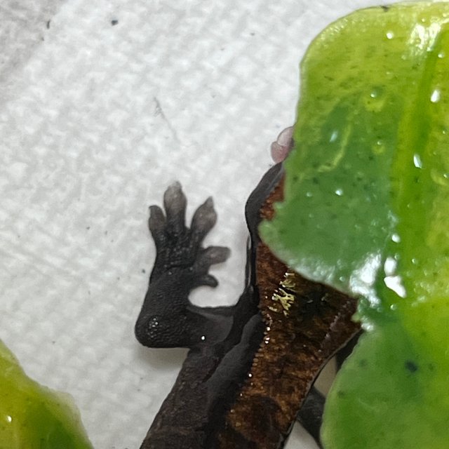 Charcoal Pied