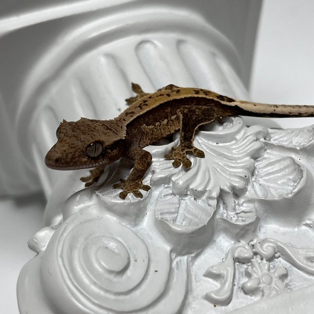 100%헷아잔틱 쿼드 화이트스팟