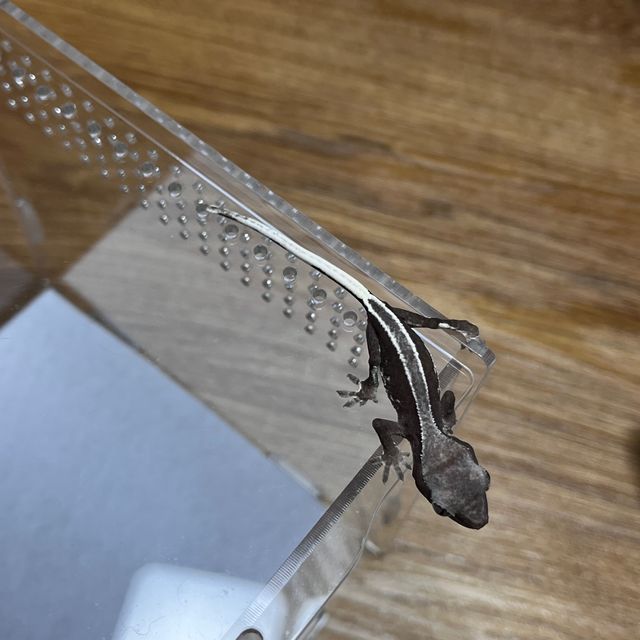 풀핀 릴잔틱
