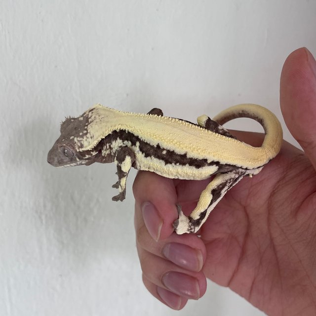 릴리 세이블 솔리드백 다크