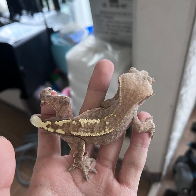 카푸치노 크림 트라이