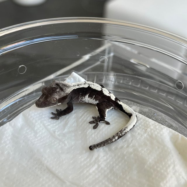 White Spot Axanthic