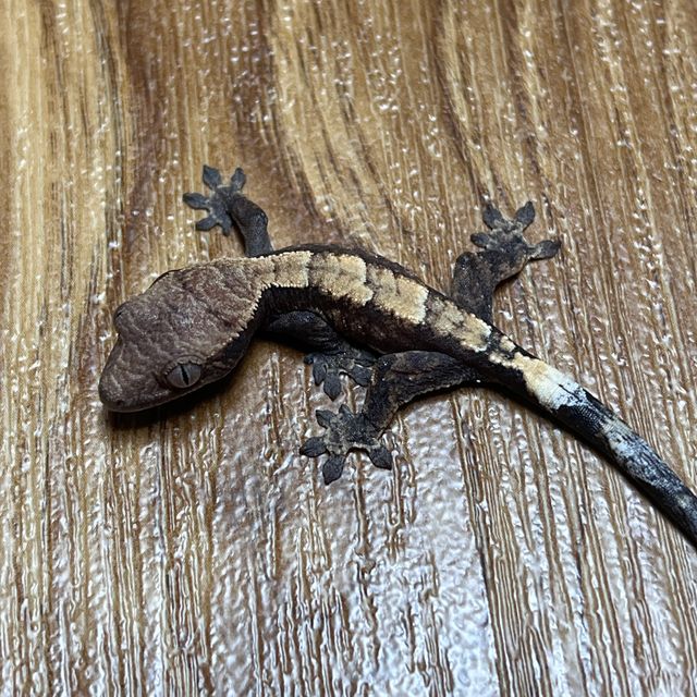 세이블 다크
