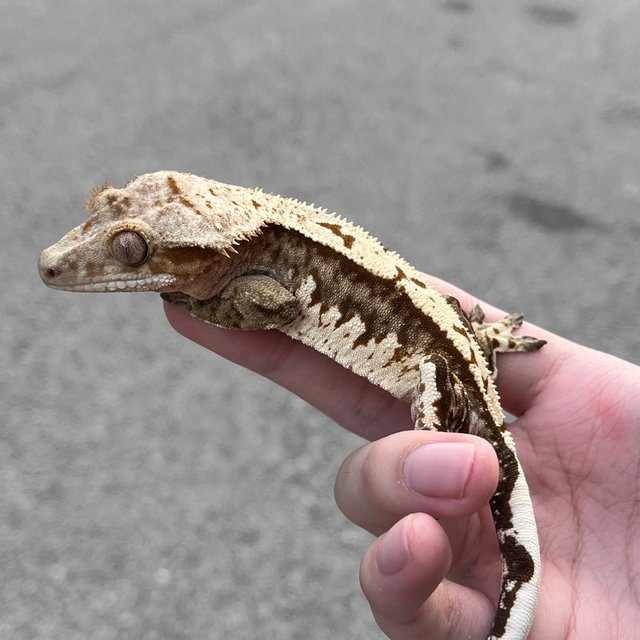 White White Spot 100% Het Axanthic