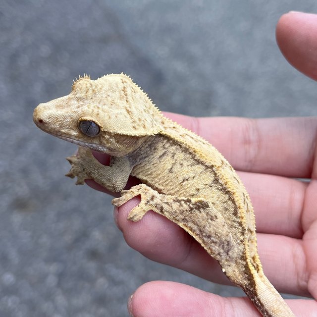 100% Het Axanthic Drippy White Spot