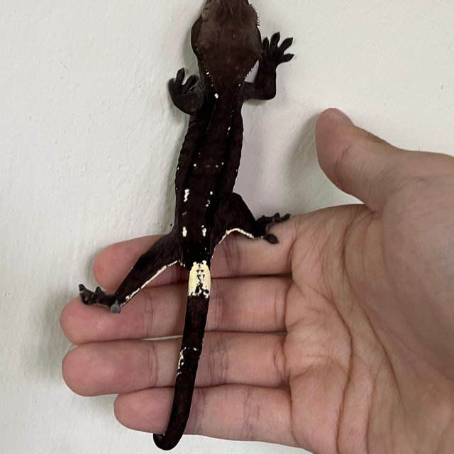 Axanthic