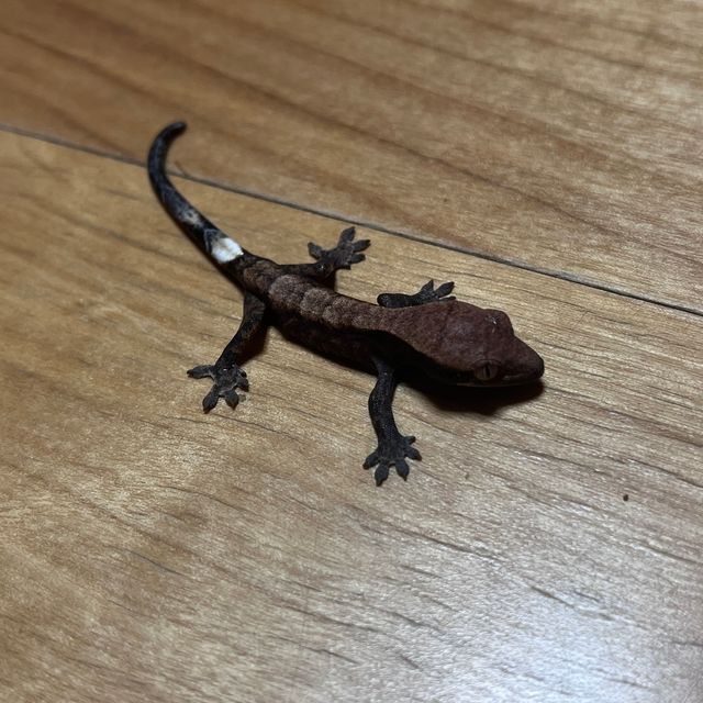 카푸치노 다크