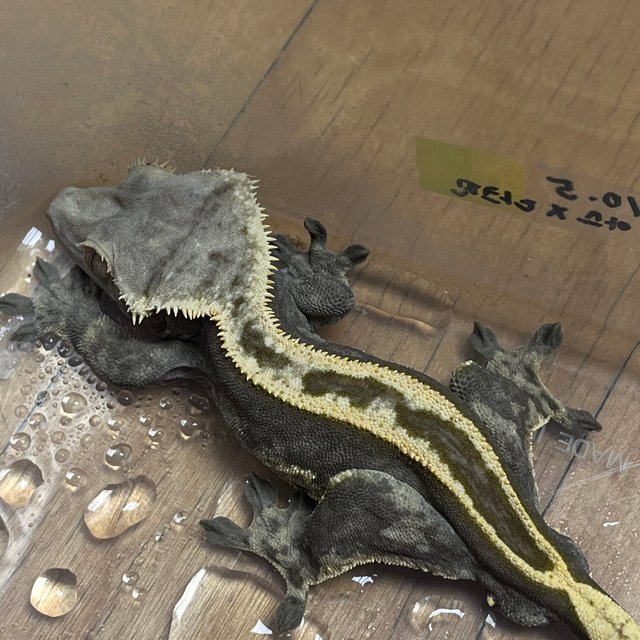 Super Stripe Empty Back