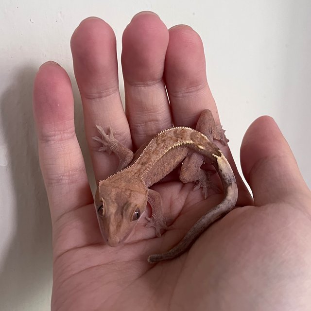 Hypo