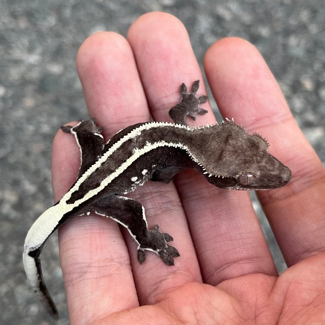 Axanthic