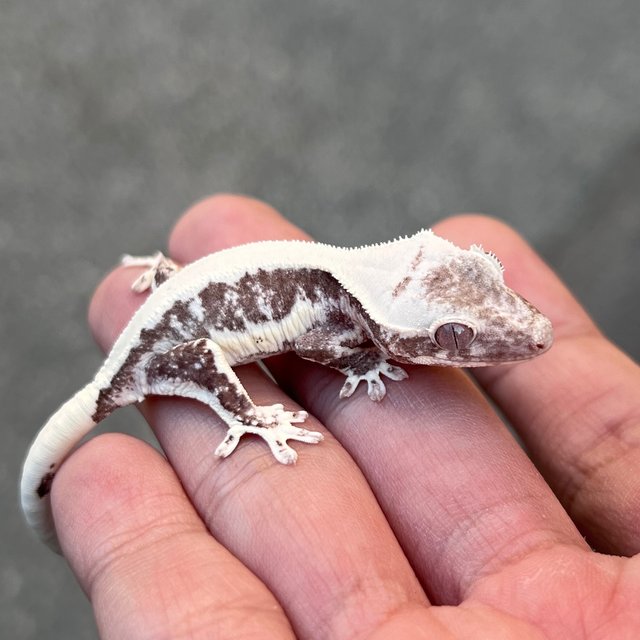 Lilly Axanthic White Spot Drippy