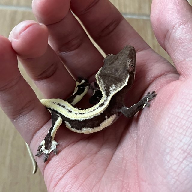 Lilly Axanthic
