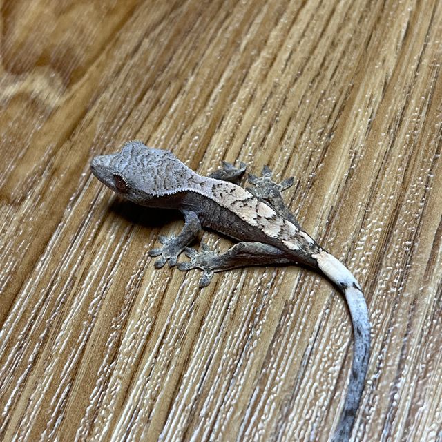 세이블 트라이
