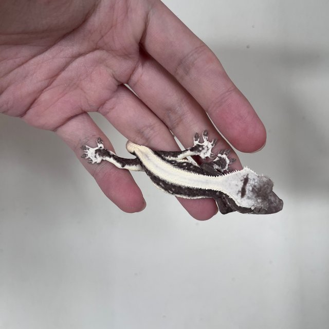 Lilly Axanthic Solid Back Drippy