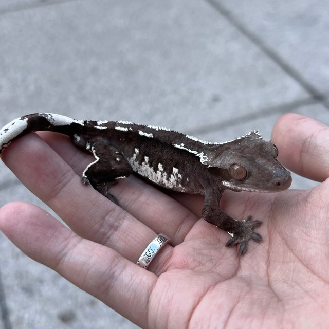 White Spot Axanthic