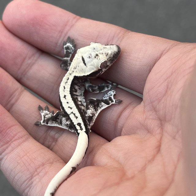White Spot White Drippy Axanthic