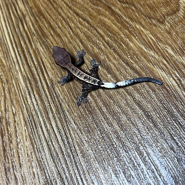 카푸치노 핀스트라이프 다크