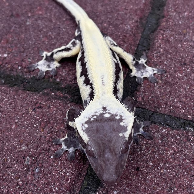 LW Sable Axanthic