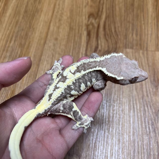 프라푸치노