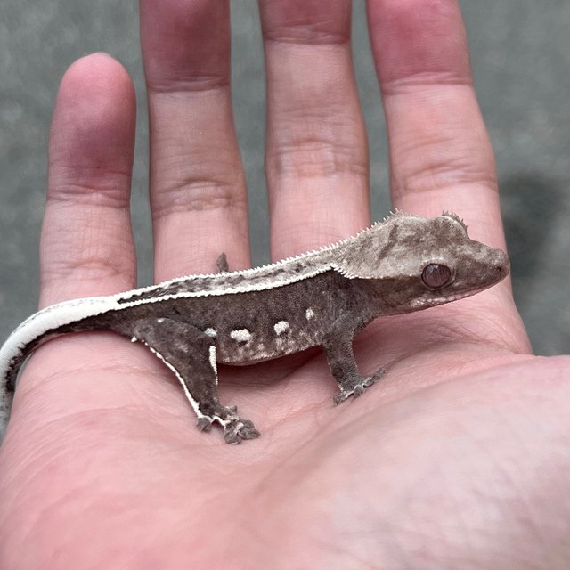 Axanthic White Spot