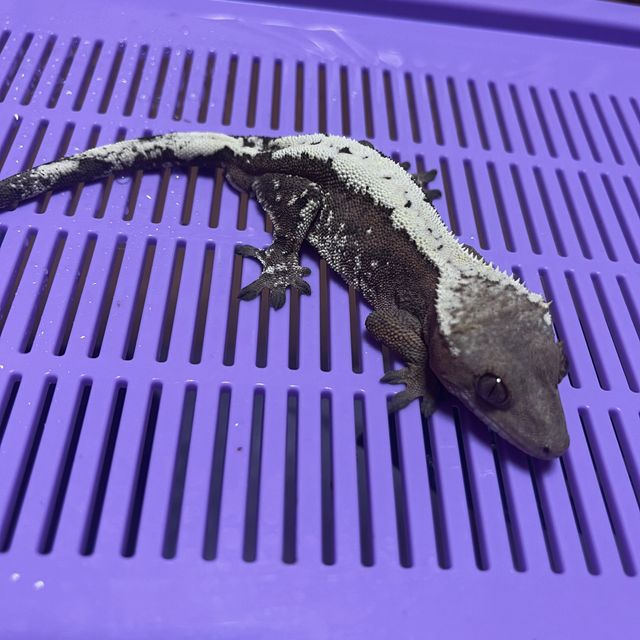 세이블 텐저린