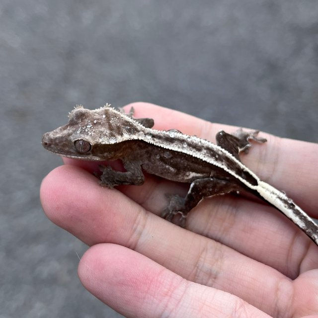 Super Stripe Full Pinstripe Quad Axanthic
