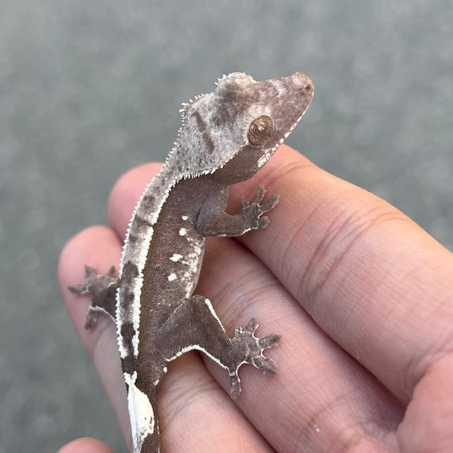 Axanthic White Spot