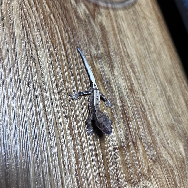 프라푸치노
