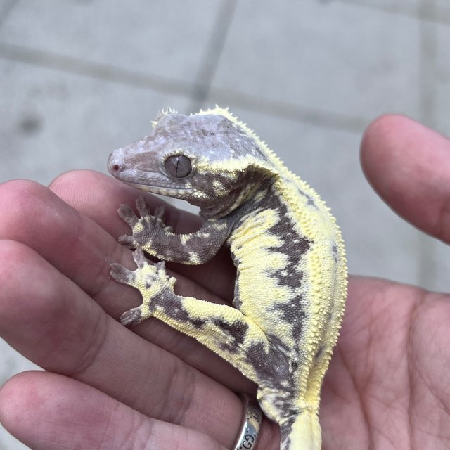 LW Sable Axanthic Sable Lilly Axanthic