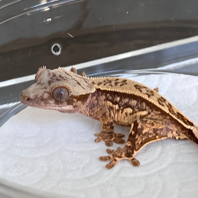 100% Het Axanthic White Spot