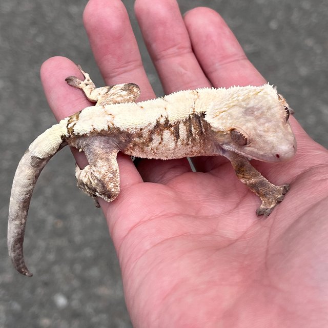 Drippy White Spot Sable