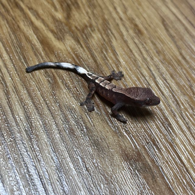 세이블
