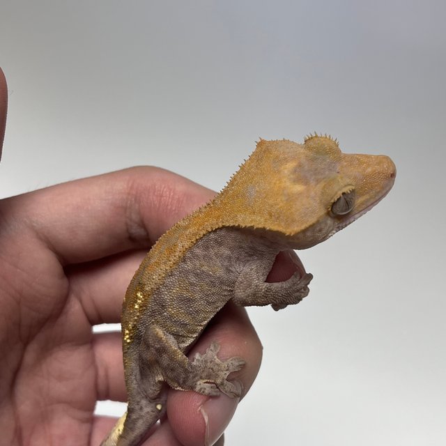 하이포 카푸치노