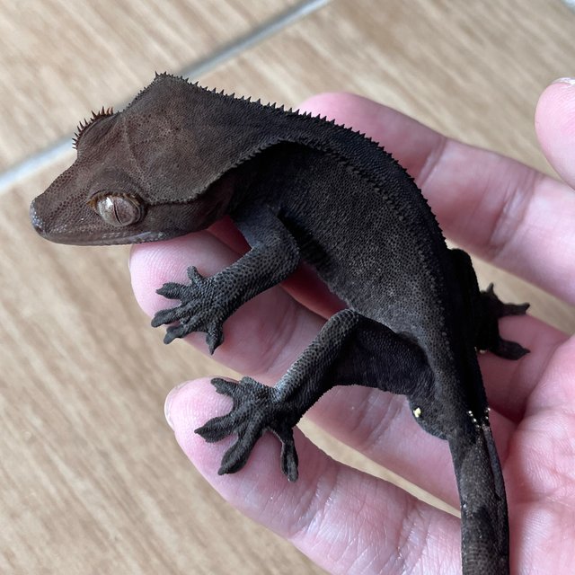 Cappuccino Phantom Charcoal