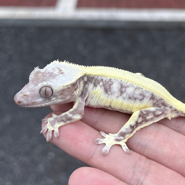 Drippy Lilly Axanthic Solid Back White Spot