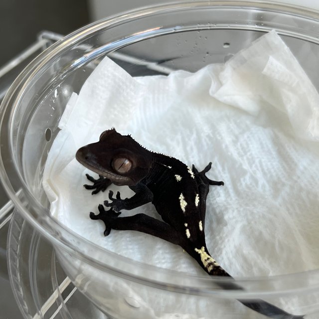 Sable Axanthic