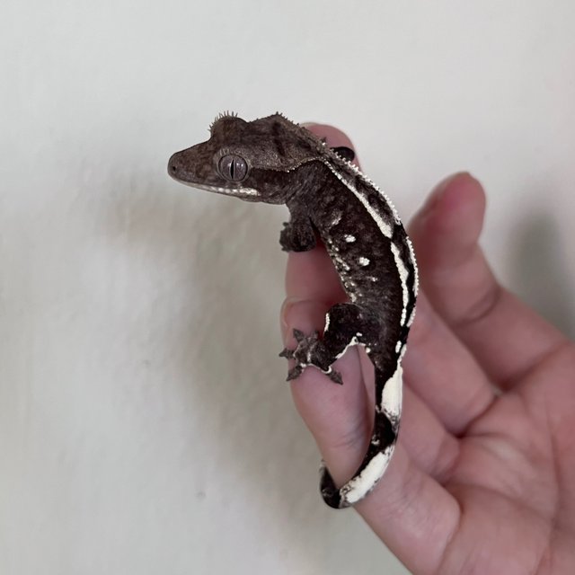 Axanthic White Spot
