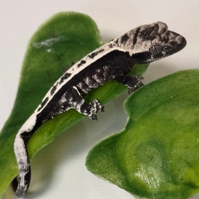 Cappuccino Axanthic Dark