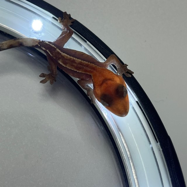 Hypo