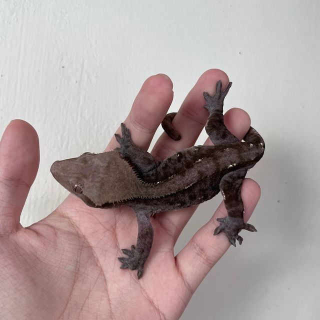아잔틱