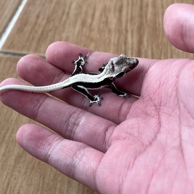 릴잔틱 솔리드백 블랙