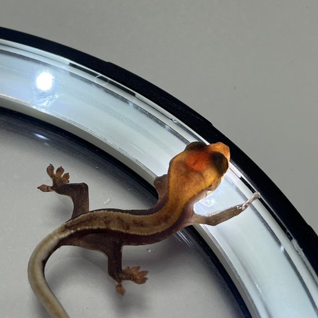 Hypo