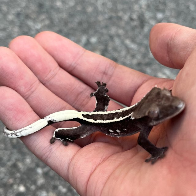 Axanthic