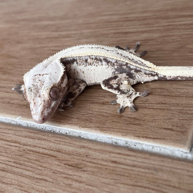 세이블 드리피 화이트스팟